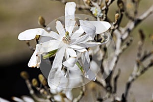 White flowers of the Star magnolia (Magnolia stellata) during spring