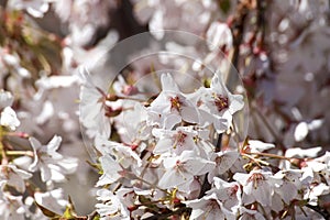 White flowers of the Star magnolia (Magnolia stellata) during spring
