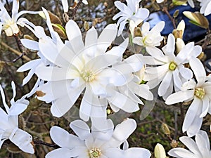 White flowers of the Star magnolia (Magnolia stellata) during spring