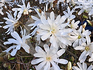 White flowers of the Star magnolia (Magnolia stellata) during spring