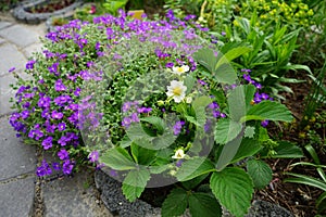 White flowers of strawberry Fragaria ananassa and blue flowers of Aubrieta cultorum \