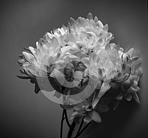 white flowers in studio photo