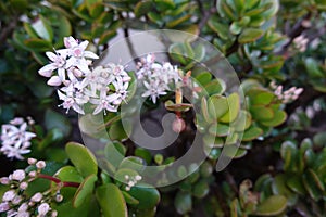 white flowers of succulents. jade tree plant flower. money plant blooming