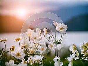 White flowers in sunlight