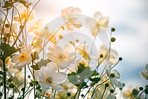 White flowers in sunlight