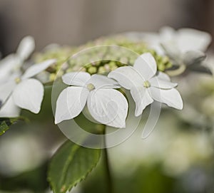 White flowers - a sunny day, July in London.