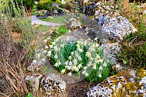 White flowers of Swan\'s neck daffodil (Narcissus moschatus or Narcissus pseudonarcissus subsp. moschatus)