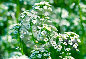 White flowers Sweet Alyssum (Lobularia maritima)