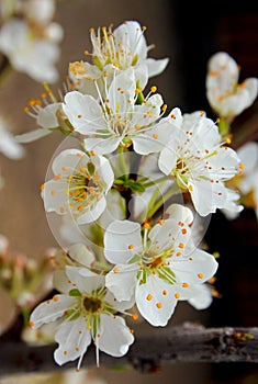 White flowers of sweet treat pluerry, a hybrid between a plum and sweet cherry