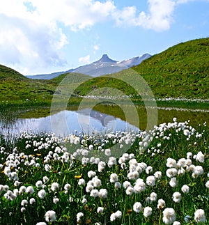 cotton grass and mountain lake in the Swiss Alps photo