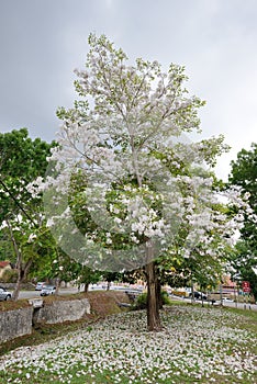 White flowers Tabebuia rosea blossom