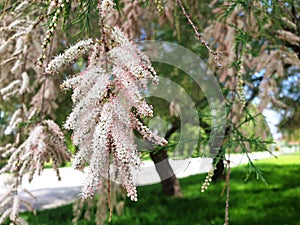 White flowers Tamarix ramosissima