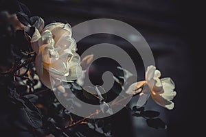 White flowers of a tea rose close-up background