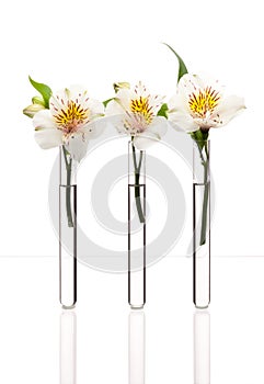 White flowers in test-tubes