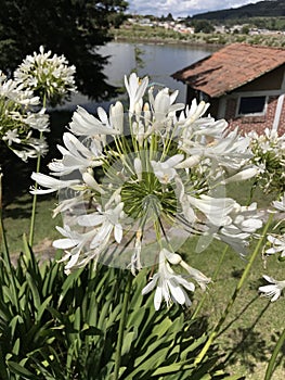 White flowers in their splendor