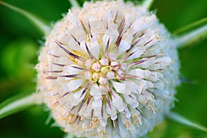 White flowers on the thistle close-up