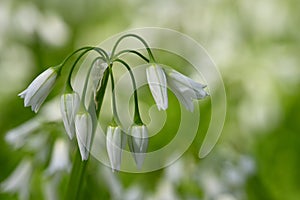 White flowers of three-cornered leek, Allium triquetrum