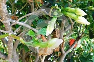 White flowers about to bloom