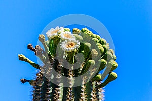 White flowers on top of saguaro cactus, in arizona`s Sonoran desert. Blue sky in background