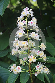 white flowers on the tree