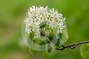 White flowers of the tree Amelanchier Arborea Irga on a green background