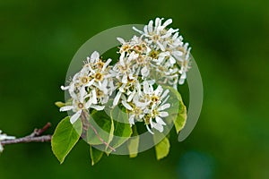 White flowers of the tree Amelanchier Arborea Irga on a green background