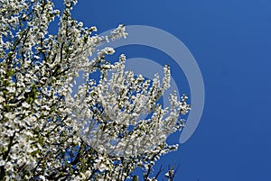 White flowers on a tree blue sky