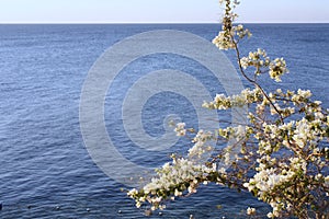 White flowers on a tree branch on a background of blue sea with waves. Spring photo of the awakening of nature. Egypt, the Red Sea
