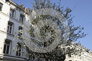 White flowers tree in Brussels