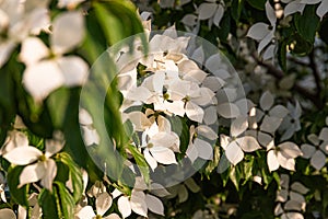 White flowers on a tree Kousa Dogwood Blossoms