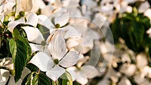 White flowers on a tree Kousa Dogwood Blossoms