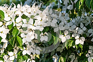 White flowers on a tree Kousa Dogwood Blossoms