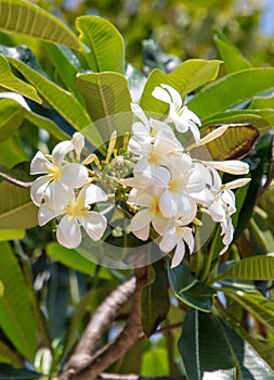White flowers on a tree. Nature in the tropics