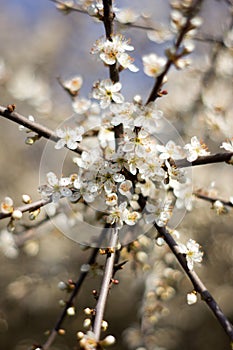 White flowers on the tree, radially branches