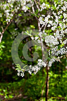 White flowers on tree in spring