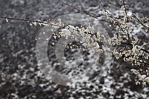 white flowers of a tree under snow