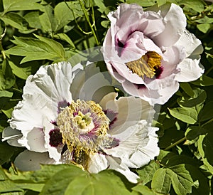 White flowers of treelike peony photo