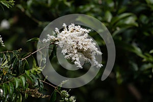 White flowers on trees attract moths