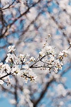 White flowers on trees in the garden against a clear blue sky. Blooming cherry plum, cherry, Apple tree