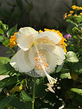 white flowers trompet bloom