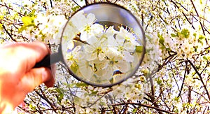 White flowers under magnifying glass