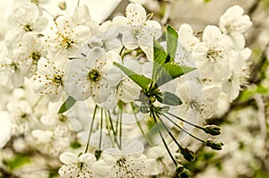 White flowers and unrevealed green leaves the cherry tree photo