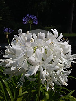 White Flowers Up Close