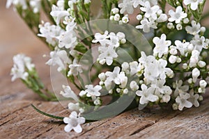 White flowers Valeriana officinalis macro horizontal photo