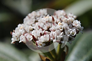 White flowers of Viburnum davidii in extreme close up