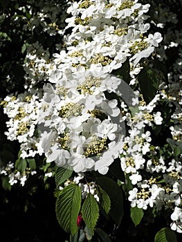 White flowers of Viburnum plicatum photo