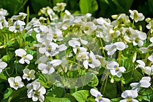 White flowers violets gloriole in the spring in the garden