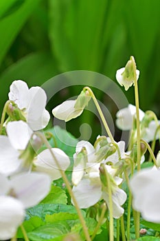A white flowers of violets gloriole in the spring in the garden next to the lilies