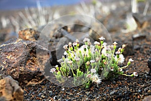White flowers on Volcano
