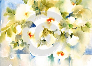 White Flowers Watercolor Illustration Hand Painted